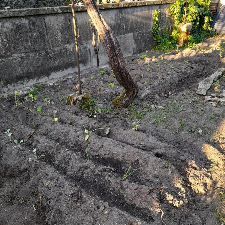 Casinha Da Horta Villa Soajo Eksteriør billede